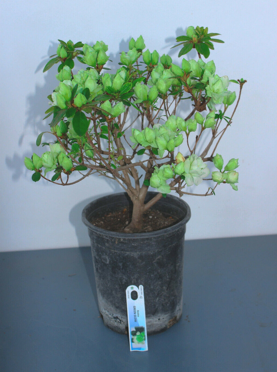 Japanese Satsuki Azalea 'Green Glow' 1 Gallon Pre-Bonsai Tree
