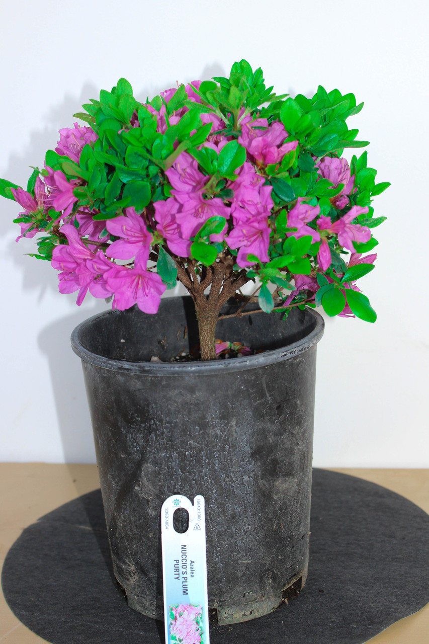Japanese Satsuki Azalea (Kurume Hybrid) 'Nuccio's Plum Purty' 1 Gallon Pre- Bonsai Tree