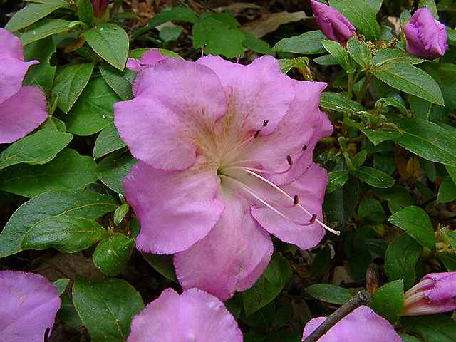 Japanese Satsuki Azalea 'Shiko' 6 Inch Pre-Bonsai Tree
