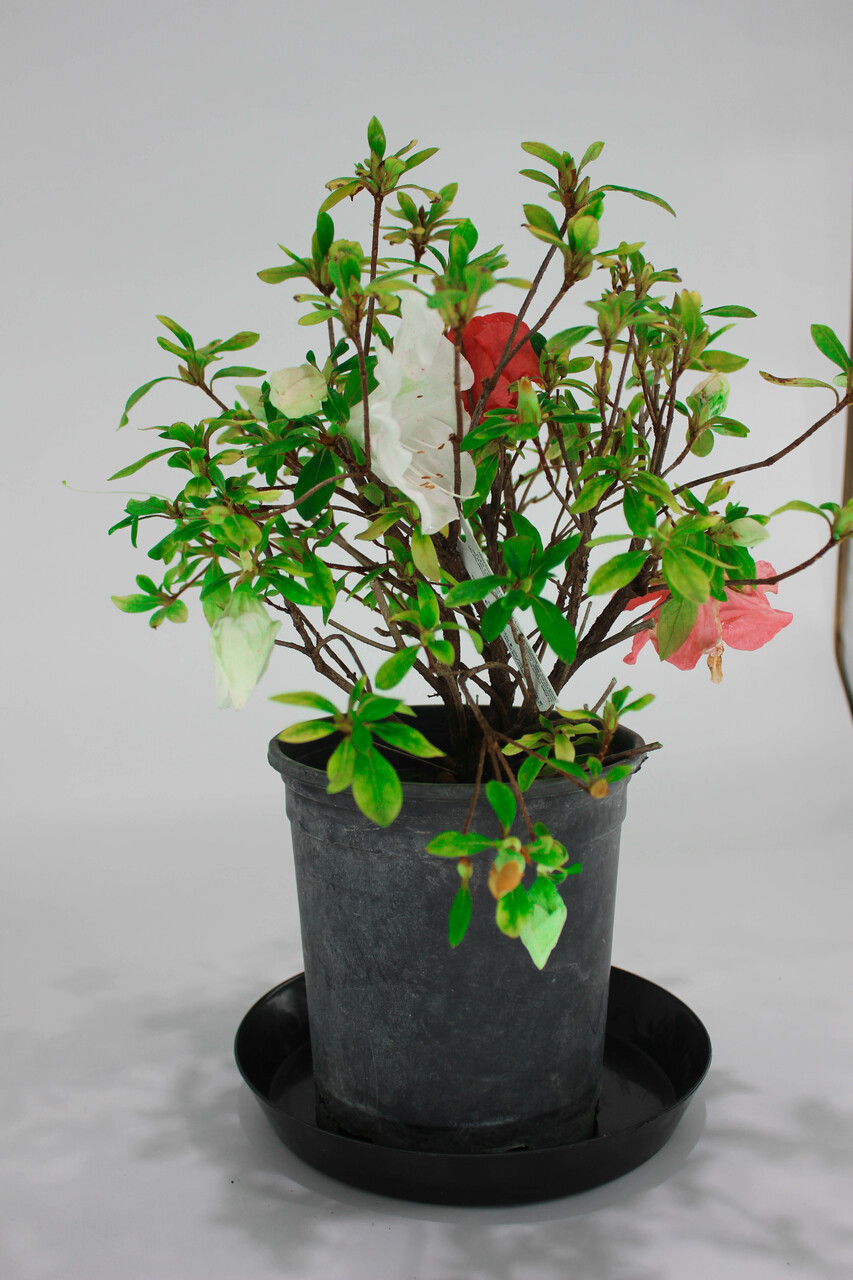 Japanese Satsuki Azalea 'Tama-No-Hada Bonsai Tree