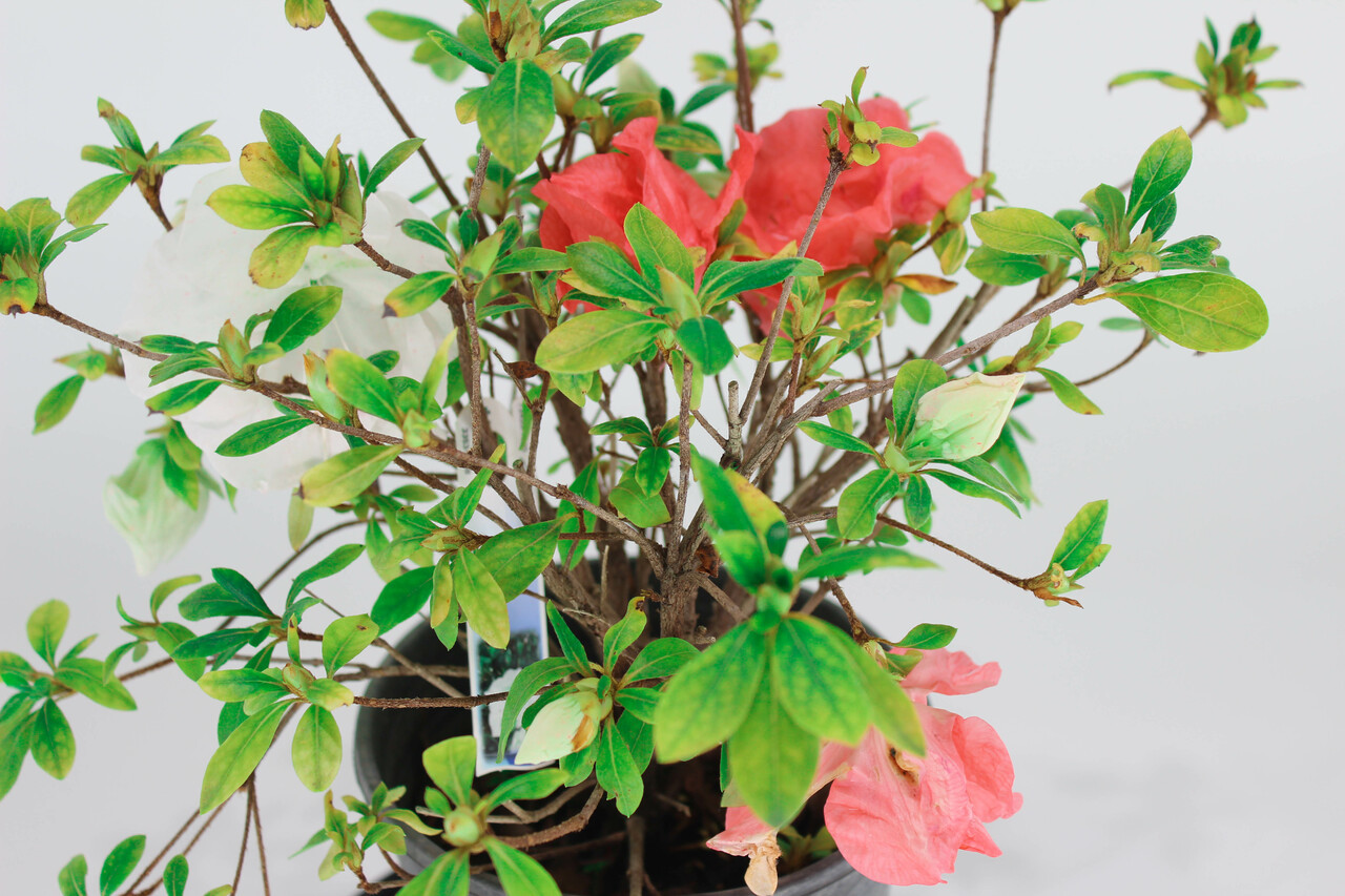 Japanese Satsuki Azalea 'Tama-No-Hada Bonsai Tree