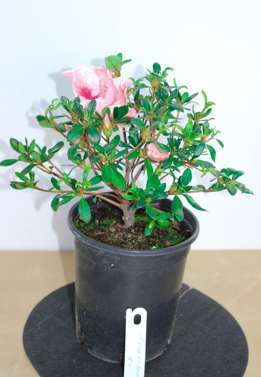 Japanese Satsuki Azalea 'Tama-No-Hada Bonsai Tree