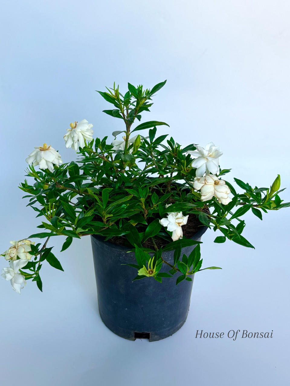 Dwarf Gardenia 'Radicans' Pre-Bonsai Tree - 6 Inch