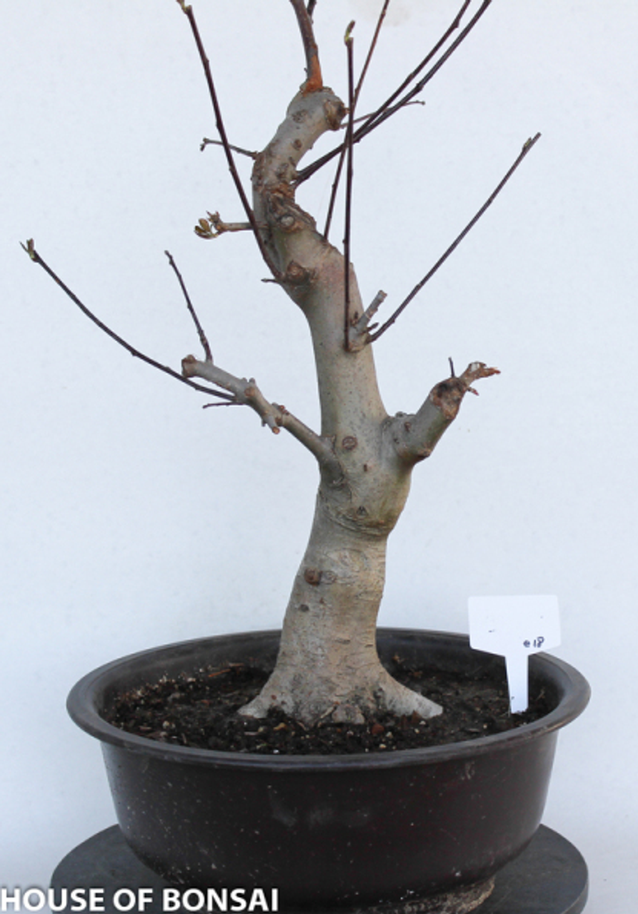 apple bonsai tree