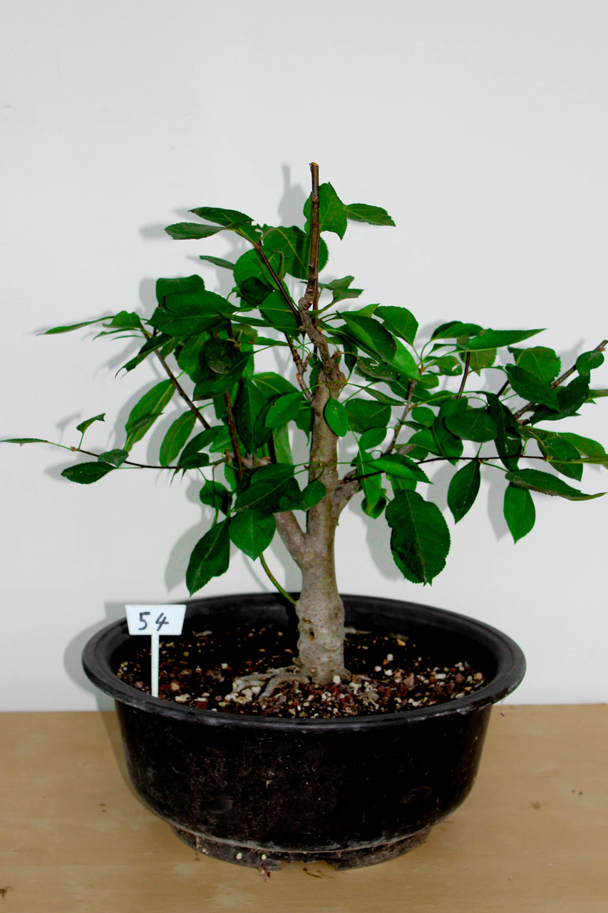 custard apple tree bonsai