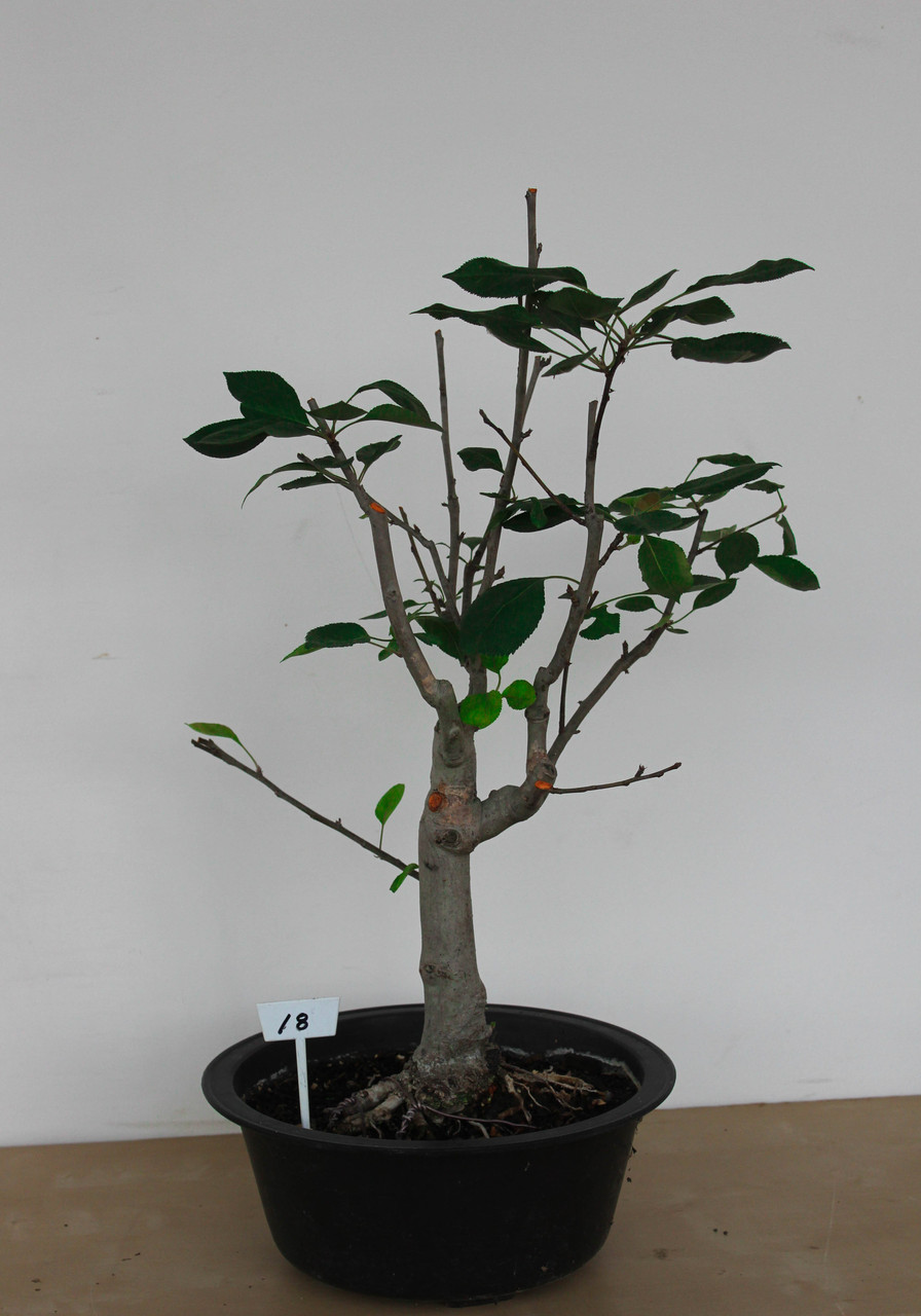 apple bonsai tree