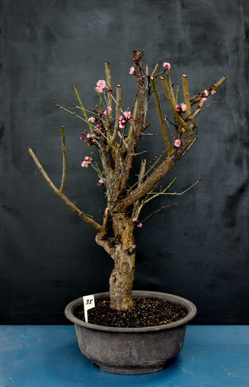 Handmade Wire Bonsai Tree Cherry Blossom Bonsai Tree Live Sakura