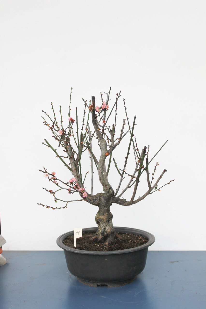 Japanese Flowering Apricot Specimen Bonsai Tree (#49) with Light Pink  Flower Color [SAMPLE]