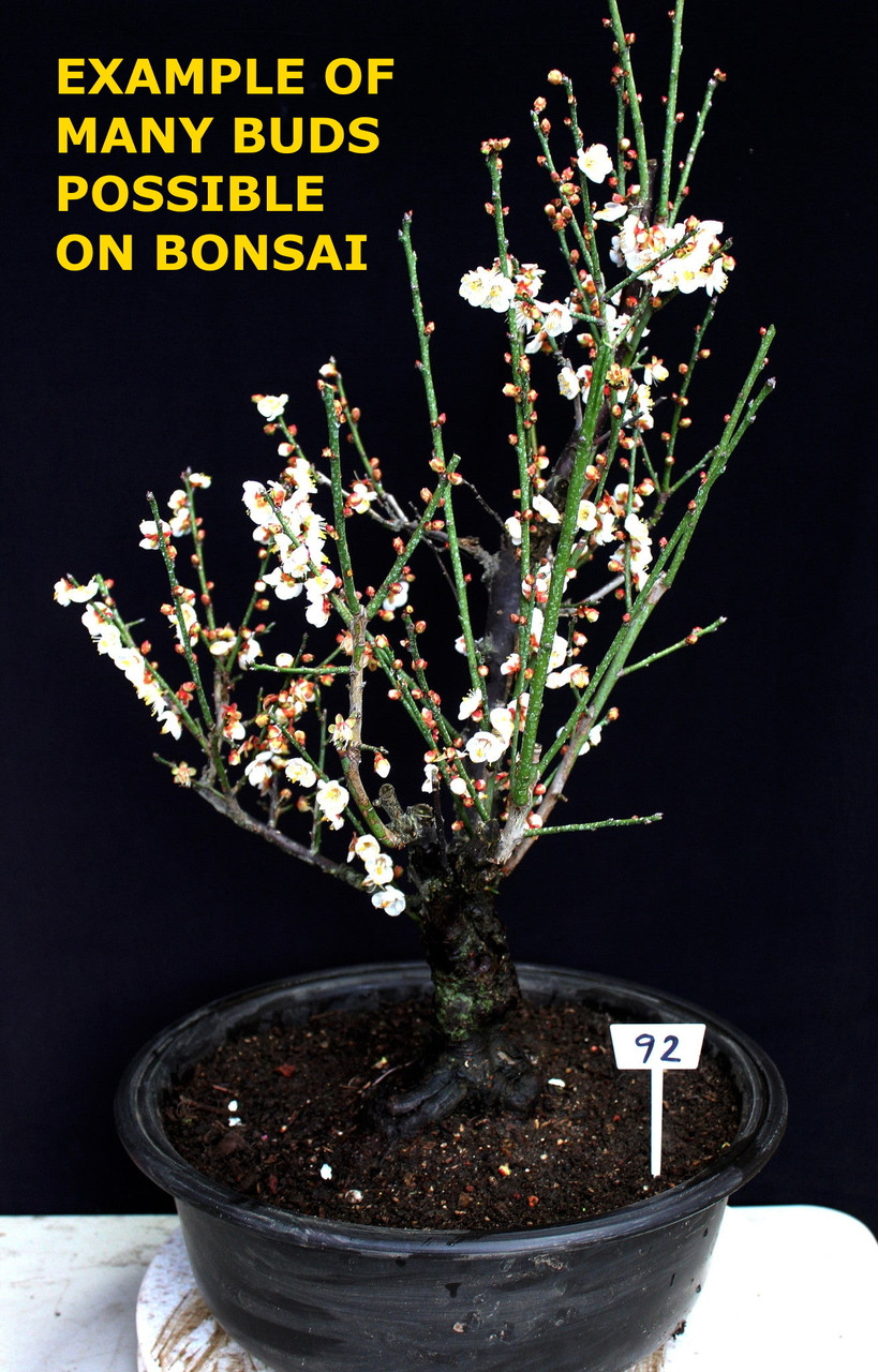 Japanese Flowering Apricot Specimen Bonsai Tree (#51) with White Flower  Color [SAMPLE]