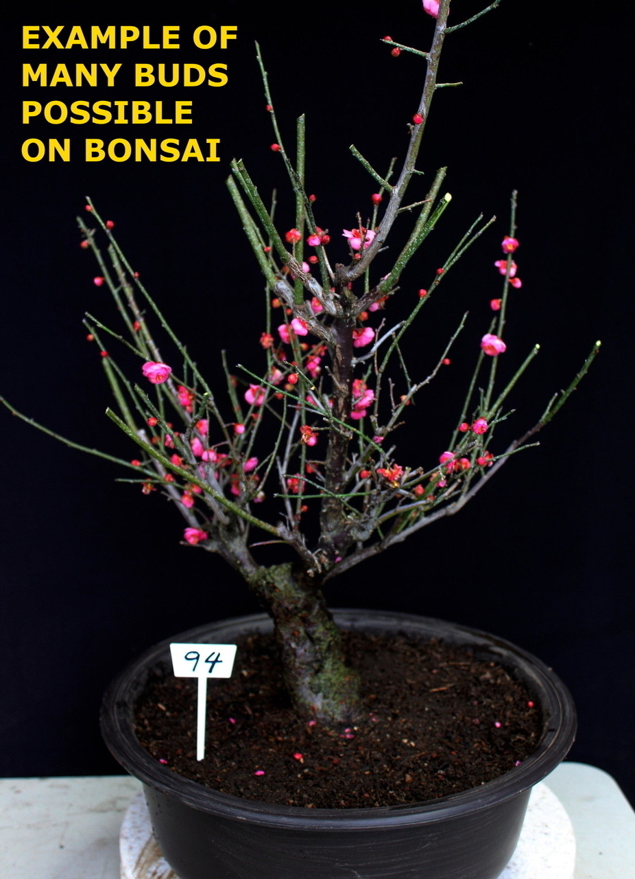 japricot❇︎ページ Japanese Flowering Apricot Specimen Bonsai Tree (#69) with