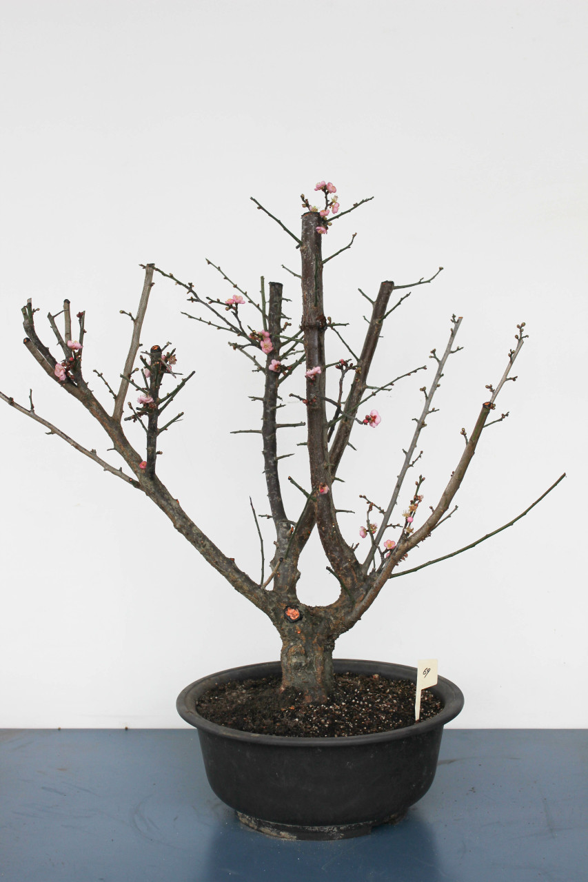 japricot❇︎ページ Japanese Flowering Apricot Specimen Bonsai Tree (#69) with