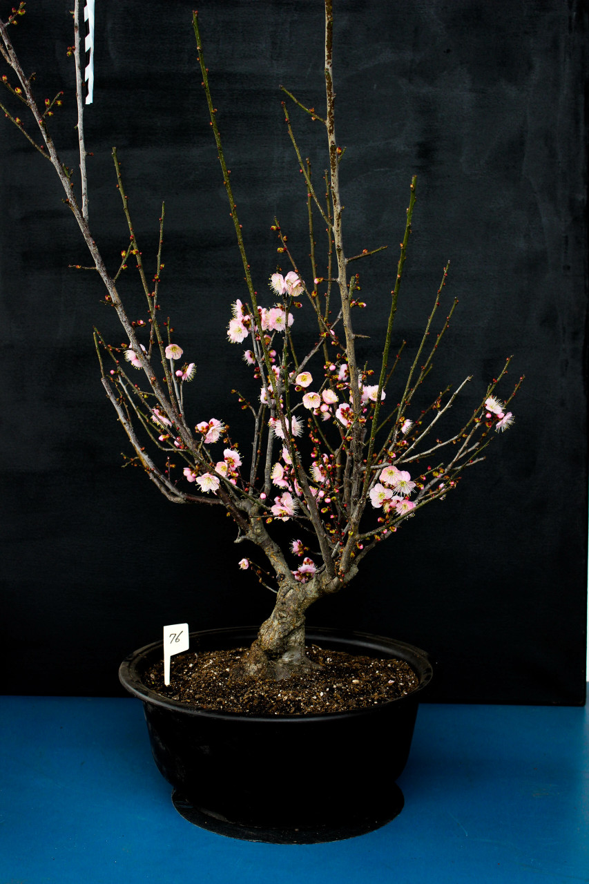 Japanese Flowering Apricot Specimen Bonsai Tree (#76) with Light