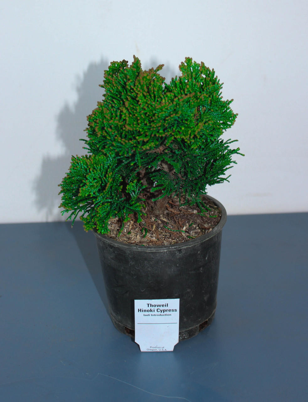 Thoweil Hinoki Cypress (Chamaecyparis obtusa 'Thoweil') Pre-Bonsai