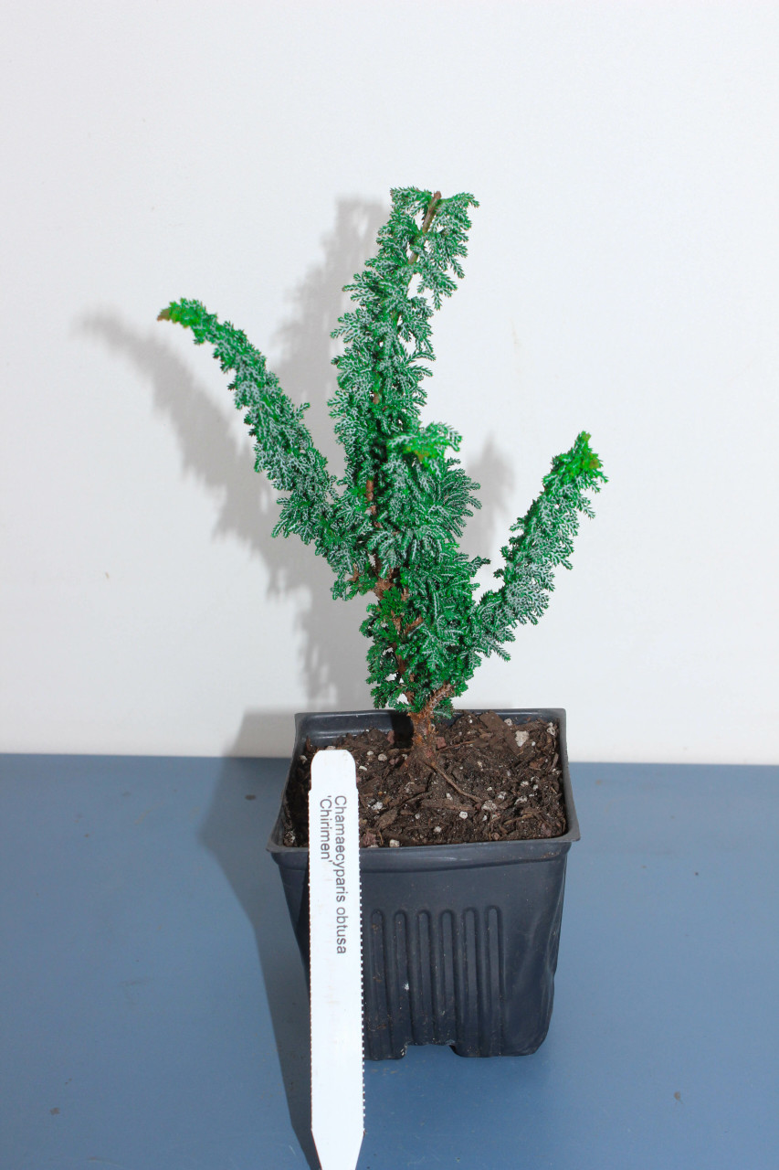 Chirimen (Sekka) Hinoki Cypress Pre-Bonsai Tree - 4 Inch