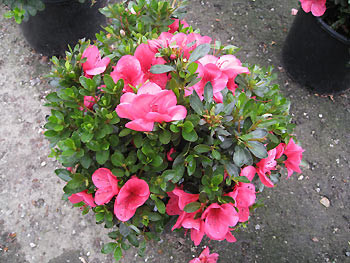 Japanese Satsuki Azalea 'Nuccio's Wild Cherry' 1 Gallon Pre-Bonsai