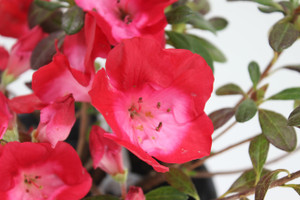 Satsuki Azalea and like hybrid 'Polo' 1 Gallon flowering Bonsai Tree Satsuki Azalea and like hybrid 'Polo' 1 Gallon flowering Bonsai Tree