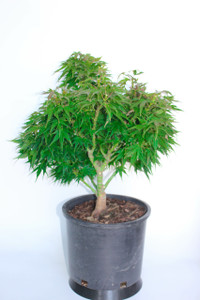 Dwarf Japanese Green Maple 'Mikawa Yatsubusa' Pre-Bonsai Tree - 3 Gallon Dwarf Japanese Green Maple 'Mikawa Yatsubusa' Pre-Bonsai Tree - 3 Gallon
