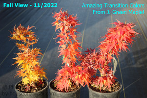 Dwarf Japanese Green Maple 'Mikawa Yatsubusa' Pre-Bonsai Tree - 1 Gallon - 3 Trees Together To Show Fall Transition Colors Full Range Example Image