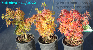 Dwarf Japanese Green Maple 'Sharp's Pygmy' Pre-Bonsai Tree - 1 Gallon - Various Fall Transition Leaf Colors on 3 Trees Close Up Example Image