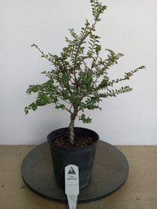Cork Bark Seiju Chinese Elm (Ulmus Parvifolia 'Seiju') Pre-Bonsai Tree - 5 Inch pot Cork Bark Seiju Chinese Elm (Ulmus Parvifolia 'Seiju') Pre-Bonsai Tree - 5 Inch pot