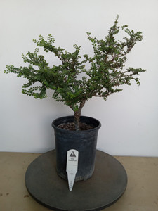 Cork Bark Seiju Elm (Ulmus Parvifolia 'Seiju') Pre-Bonsai - one gallon Cork Bark Seiju Elm (Ulmus Parvifolia 'Seiju') Pre-Bonsai - one gallon