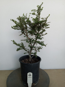 Cork Bark Seiju  Elm (Ulmus Parvifolia 'Seiju') Pre-Bonsai - one gallon