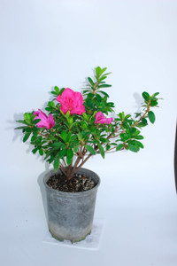 Japanese Satsuki Azalea 'Nuccio's Carnival' 1 Gallon Pre-Bonsai Tree Japanese Satsuki Azalea 'Nuccio's Carnival' 1 Gallon Pre-Bonsai Tree
