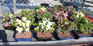 Azalea Gift Ready Flowering Bonsai Tree - Medium - Quick Photo Azalea Gift Ready Flowering Bonsai Tree - Medium - Quick Photo