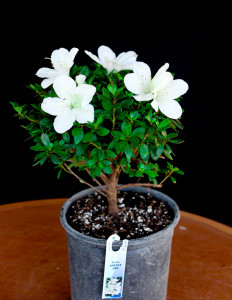 Japanese Satsuki Hybrid Azalea 'Hakata Jiro' Pre-Bonsai Tree - 1 Gallon - Main Image Japanese Satsuki Hybrid Azalea 'Hakata Jiro' Pre-Bonsai Tree - 1 Gallon - Main Image