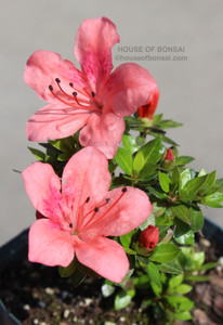 Dwarf Japanese Satsuki Azalea 'Kazan' Pre-Bonsai Tree - Two Flowers Closeup Image (Taken Outdoors in Natural Sunlight) Dwarf Japanese Satsuki Azalea 'Kazan' Pre-Bonsai Tree - Two Flowers Closeup Image (Taken Outdoors in Natural Sunlight)