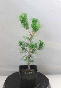 Japanese Black Pine 'Mikawa' Pre-Bonsai Tree - 4" pot, ready to train into many style Japanese Black Pine 'Mikawa' Pre-Bonsai Tree - 4" pot, ready to train into many style