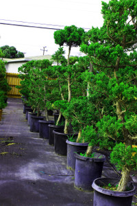 Hollywood Juniper Garden Bonsai Tree - 15 Gallon Pot Hollywood Juniper Garden Bonsai Tree - 15 Gallon Pot