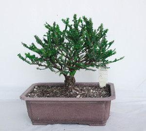Cork Bark Hokkaido Dwarf Chinese Elm (Ulmus parvifolia 'Hokkaido') Pre-Bonsai Tree - specimen Cork Bark Hokkaido Dwarf Chinese Elm (Ulmus parvifolia 'Hokkaido') Pre-Bonsai Tree - specimen