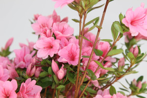 Dwarf Japanese Kurume 'Coral Bell' - one gallon Pre-Bonsai Tree Dwarf Japanese Kurume 'Coral Bell' - one gallon Pre-Bonsai Tree