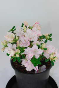 Dwarf satsuki hybrid azalea'Carnival'
1 gallon Dwarf satsuki hybrid azalea'Carnival'
1 gallon