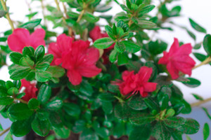 satuski hybbrid azalea ' Mission Red' one gallon prebonsai satuski hybbrid azalea ' Mission Red' one gallon prebonsai