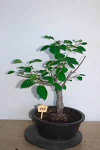 Crabapple specimen flowering, fruiting bonsai tree #107 Crabapple specimen flowering, fruiting bonsai tree #107