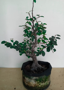 Chinese quince specimen flowering, fruiting bonsai tree #1 Chinese quince specimen flowering, fruiting bonsai tree #1