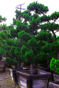 Hollywood Juniper Garden Bonsai Tree - 24 Inch Wooden Box - Main Image Hollywood Juniper Garden Bonsai Tree - 24 Inch Wooden Box - Main Image