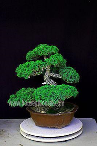 Kishu Shimpaku Grafted Onto Prostrada Juniper Specimen Bonsai Tree - Back View Kishu Shimpaku Grafted Onto Prostrada Juniper Specimen Bonsai Tree - Back View