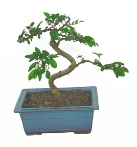 Chinese Elm 'Small Leaf' Gift Ready Bonsai Tree - Medium - Main Image