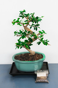 Chinese Fukien Tea Tree Large Bonsai Tree - Gift Set with Display Tray & Fertilizer - Main Image Chinese Fukien Tea Tree Large Bonsai Tree - Gift Set with Display Tray & Fertilizer - Main Image