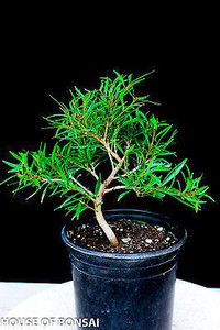 Willow Leaf 'Nerifolia' Ficus Pre-Bonsai Tree - Main Image Willow Leaf 'Nerifolia' Ficus Pre-Bonsai Tree - Main Image