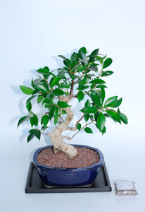 Taiwanese Tiger Bark Ficus Gift Ready Large Bonsai Tree Taiwanese Tiger Bark Ficus Gift Ready Large Bonsai Tree