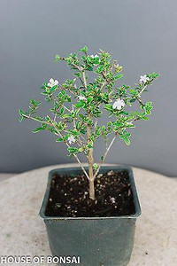 Chinese Serissa 'Mt. Fuji' Pre-Bonsai Tree - 4 Inch - Main Image Chinese Serissa 'Mt. Fuji' Pre-Bonsai Tree - 4 Inch - Main Image