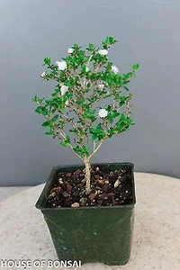 Chinese Serissa 'Double Snow Rose' Pre-Bonsai Tree - 4 Inch - Main Image