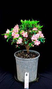 Japanese Satsuki Azalea 'Mrs L C Fisher' 1 Gallon Pre-Bonsai Tree - Main Image Japanese Satsuki Azalea 'Mrs L C Fisher' 1 Gallon Pre-Bonsai Tree - Main Image