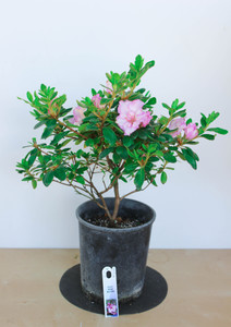 Japanese Satsuki Azalea 'Rosa Belton' 1 Gallon Pre-Bonsai Tree - Main Image Japanese Satsuki Azalea 'Rosa Belton' 1 Gallon Pre-Bonsai Tree - Main Image