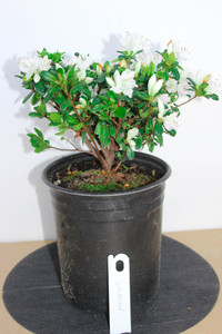 Japanese Satsuki Azalea 'Snow' 1 Gallon Pre-Bonsai Tree - Main Image Japanese Satsuki Azalea 'Snow' 1 Gallon Pre-Bonsai Tree - Main Image