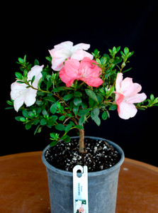 Japanese Satsuki Azalea 'Nuccio's Wild Cherry' 1 Gallon Pre-Bonsai